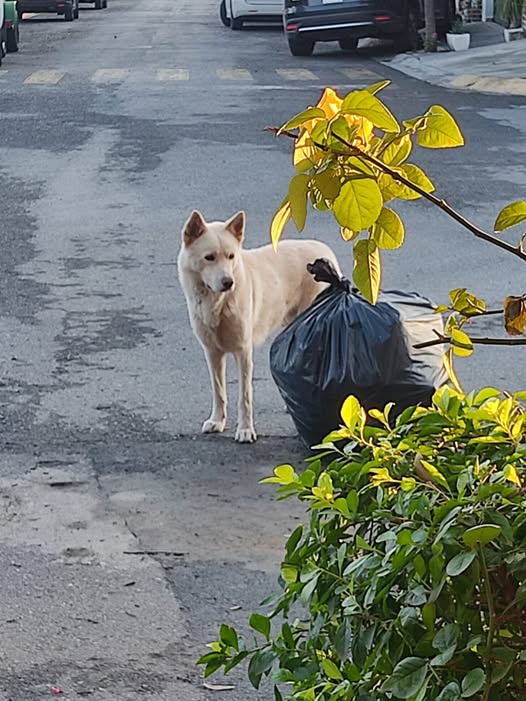 Foto del avistamiento de perro