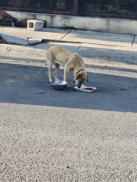Foto del avistamiento de perro