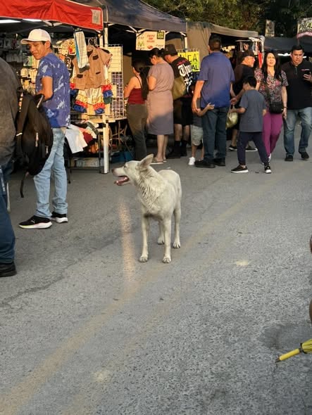 Foto del avistamiento de perro