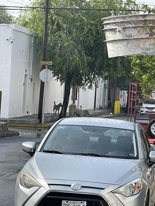 Foto del avistamiento de perro