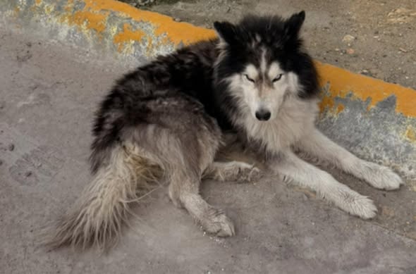 Foto del avistamiento de perro