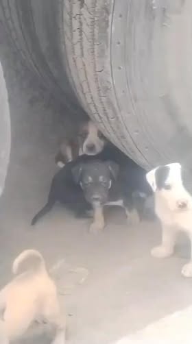 Foto del avistamiento de perro