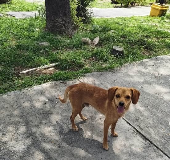 Dog sighting photo