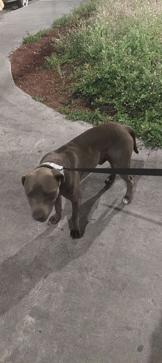 Foto del avistamiento de perro