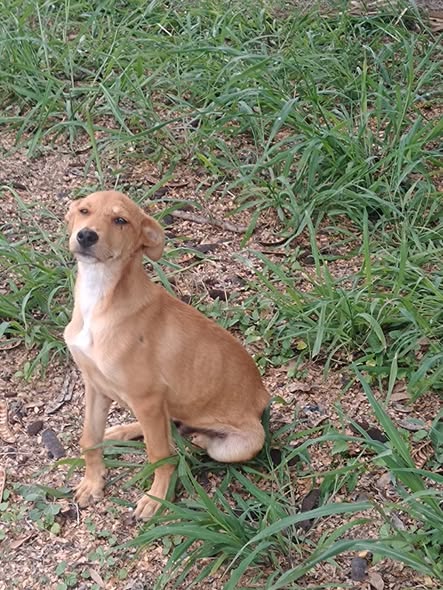 Foto del avistamiento de perro