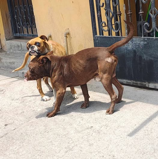 Dog sighting photo