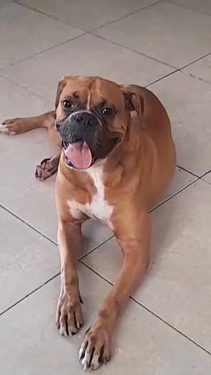 Foto del avistamiento de perro