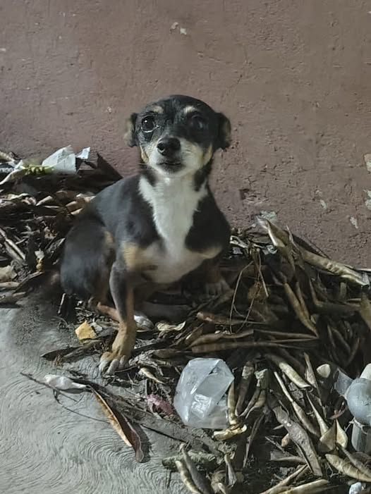 Foto del avistamiento de perro