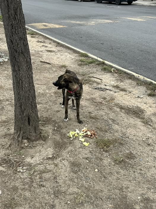 Dog sighting photo