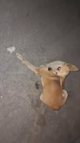 Foto del avistamiento de perro