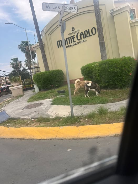 Dog sighting photo