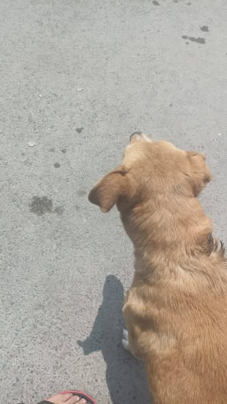 Dog sighting photo