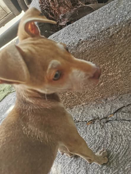 Dog sighting photo
