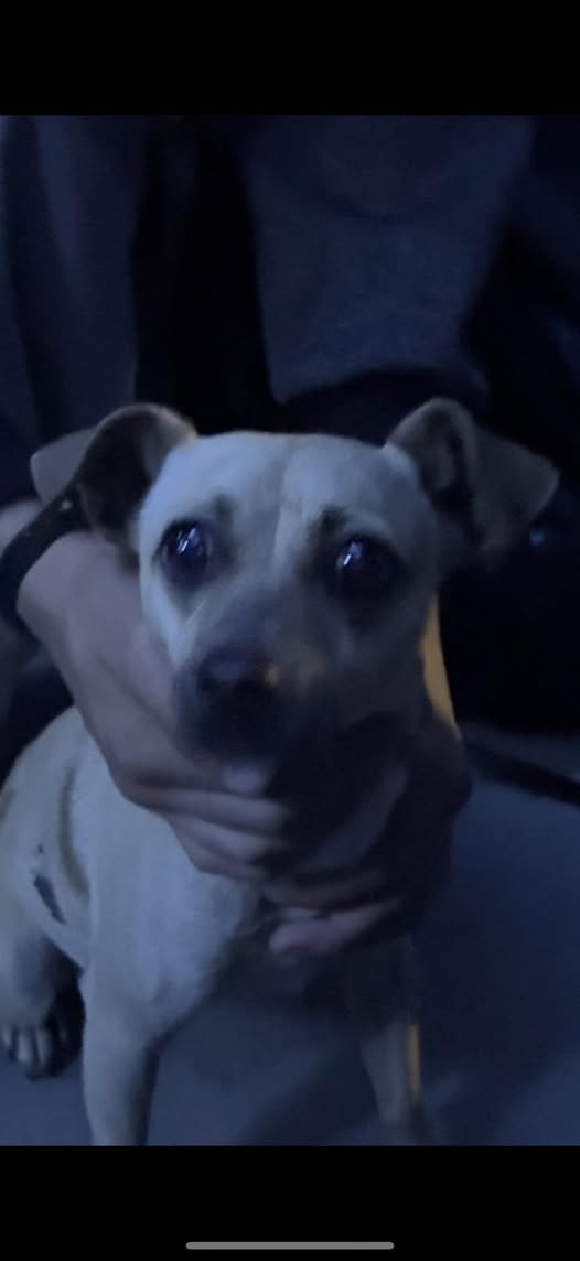 Foto del avistamiento de perro