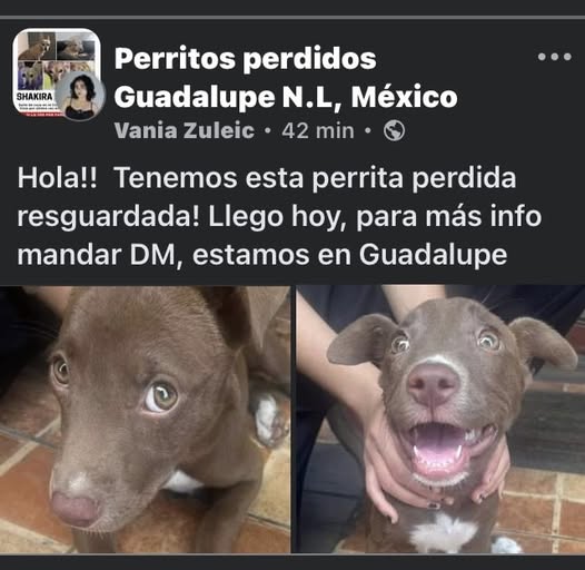Dog sighting photo