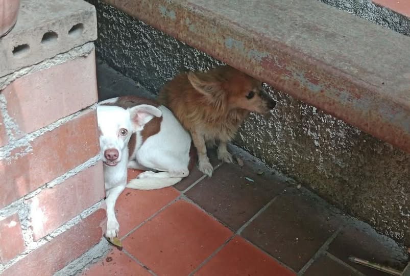 Foto del avistamiento de perro