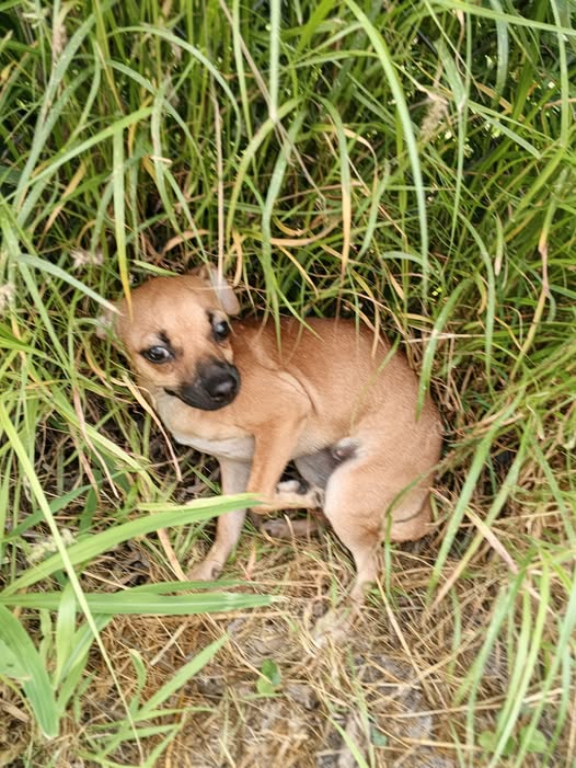 Dog sighting photo