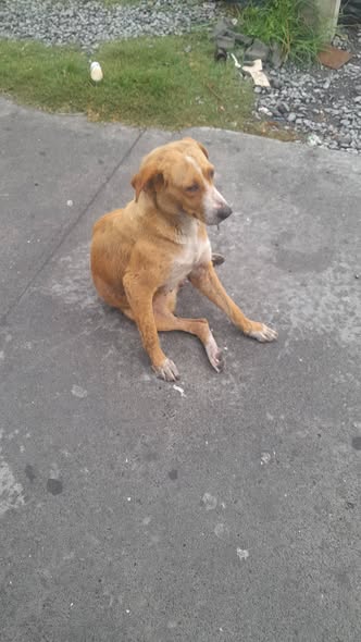Foto del avistamiento de perro
