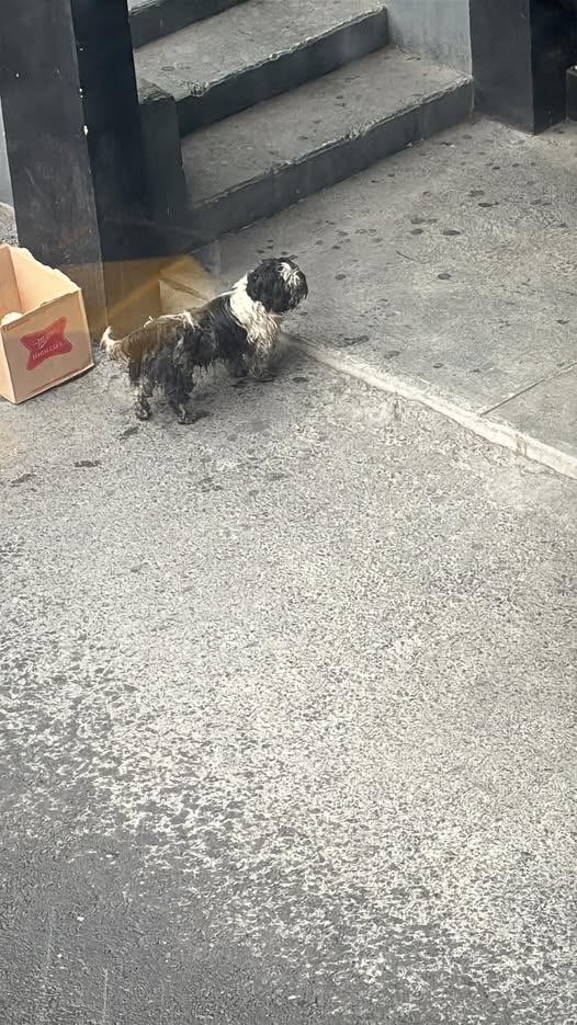 Foto del avistamiento de perro