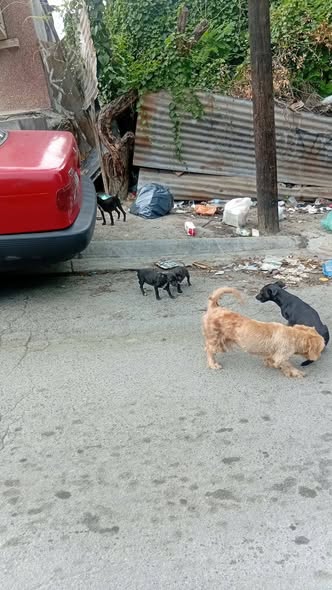 Foto del avistamiento de perro