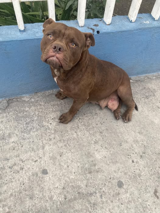 Foto del avistamiento de perro