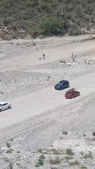 Foto del avistamiento de perro