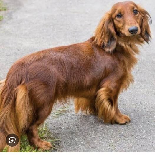Dog sighting photo
