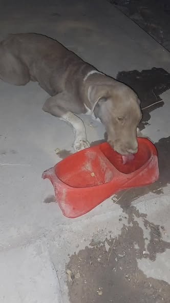 Dog sighting