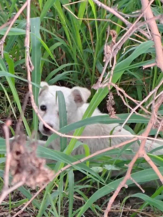 Dog sighting