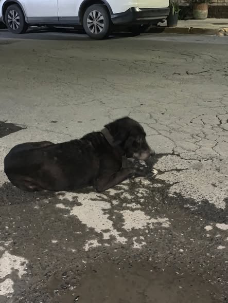 Dog sighting