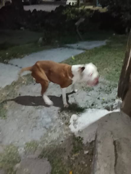 Foto del avistamiento de perro