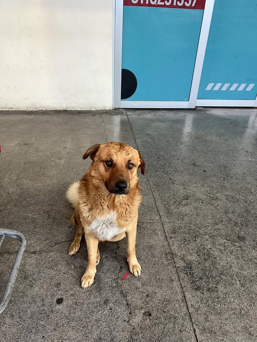 Dog sighting photo