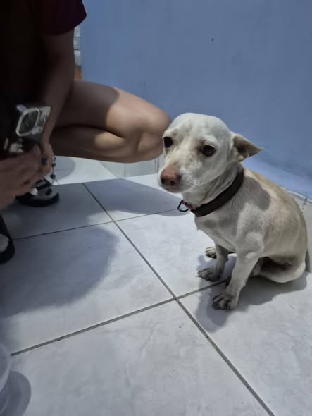 Foto del avistamiento de perro