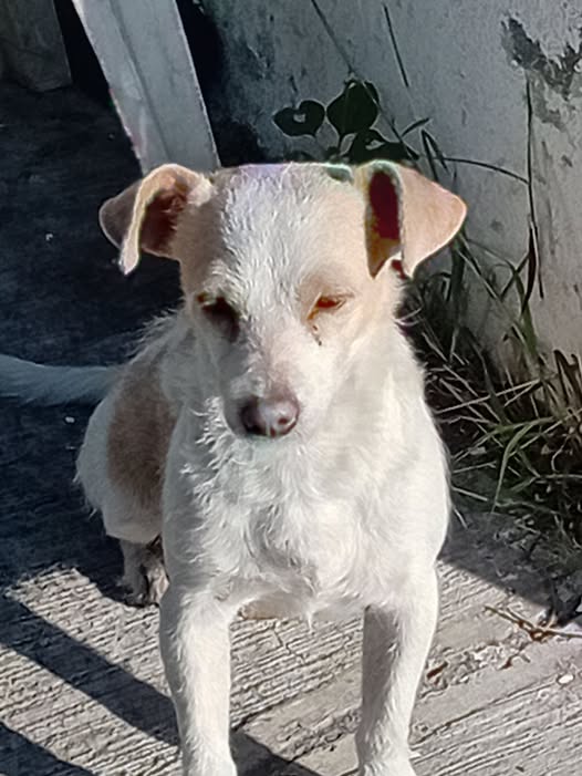 Dog sighting photo