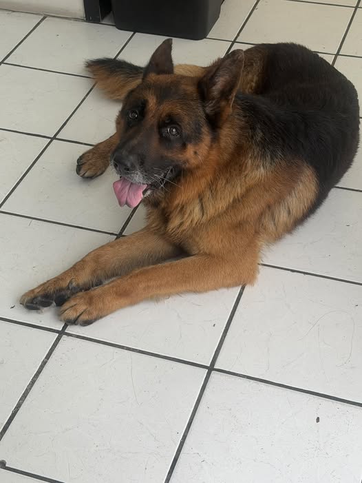 Foto del avistamiento de perro