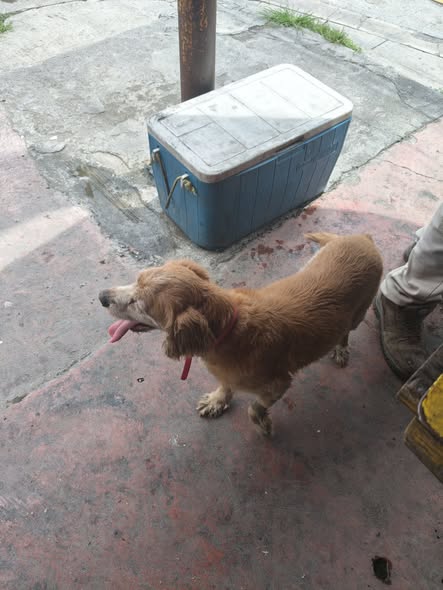 Foto del avistamiento de perro