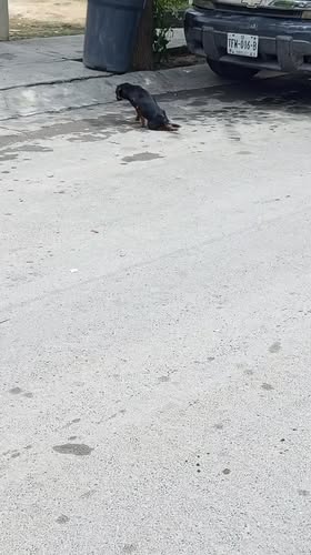 Foto del avistamiento de perro