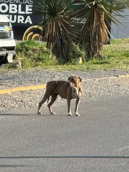 Foto del avistamiento de perro
