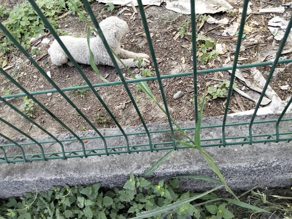 Foto del avistamiento de perro