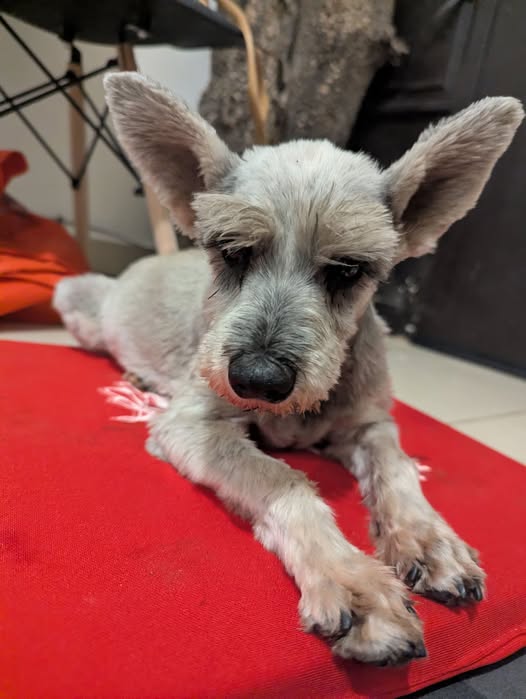 Foto del avistamiento de perro