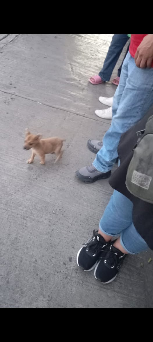 Foto del avistamiento de perro
