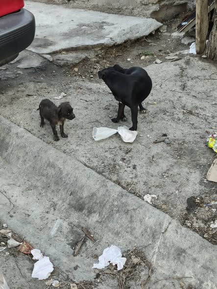 Foto del avistamiento de perro