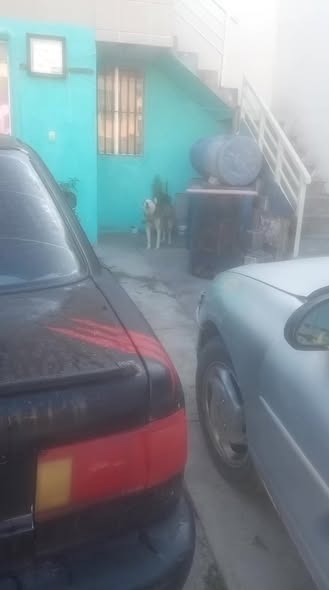 Foto del avistamiento de perro