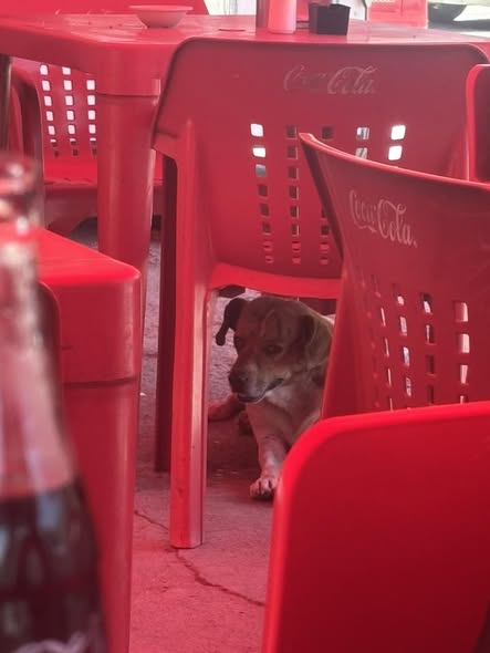 Dog sighting photo