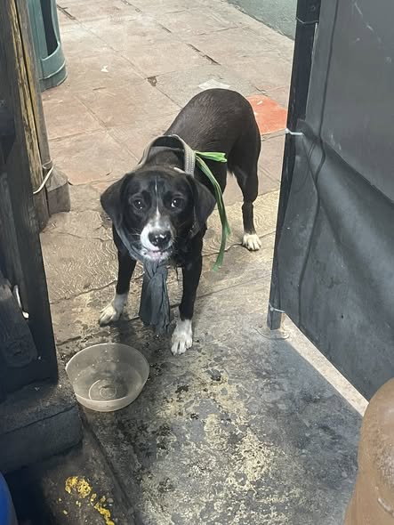 Foto del avistamiento de perro