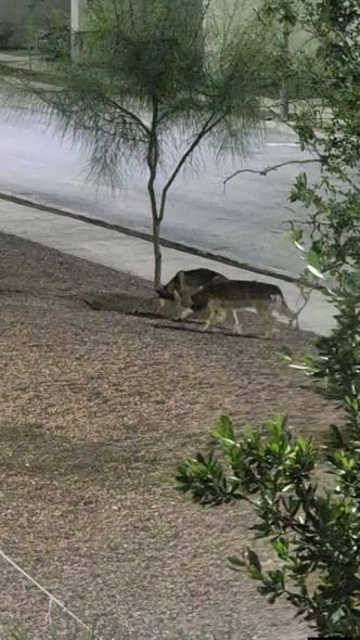 Dog sighting photo