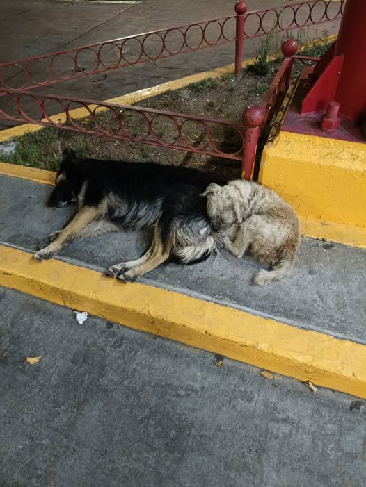 Foto del avistamiento de perro