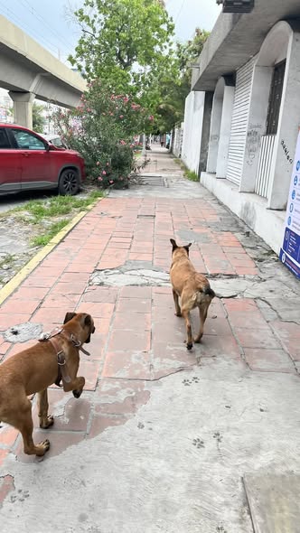 Foto del avistamiento de perro