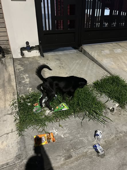 Foto del avistamiento de perro