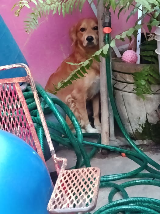 Dog sighting photo
